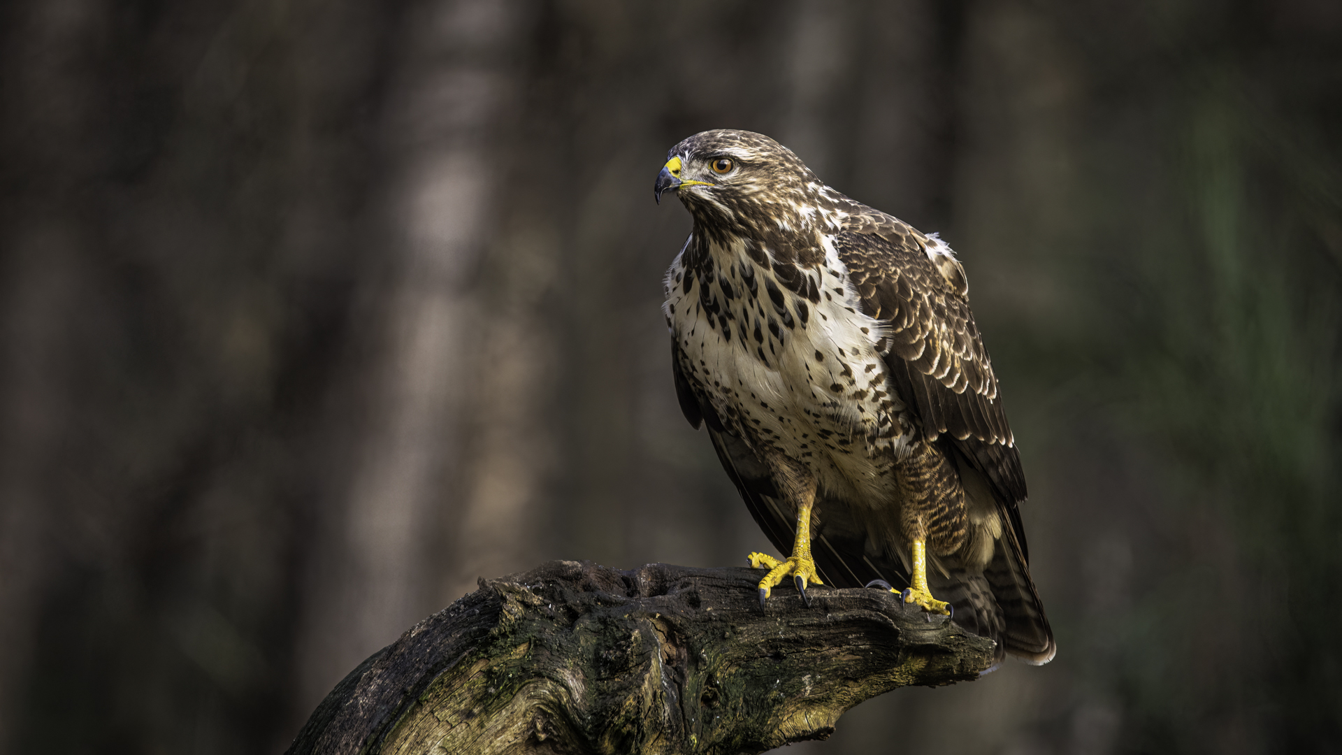 Buizerd.jpg
