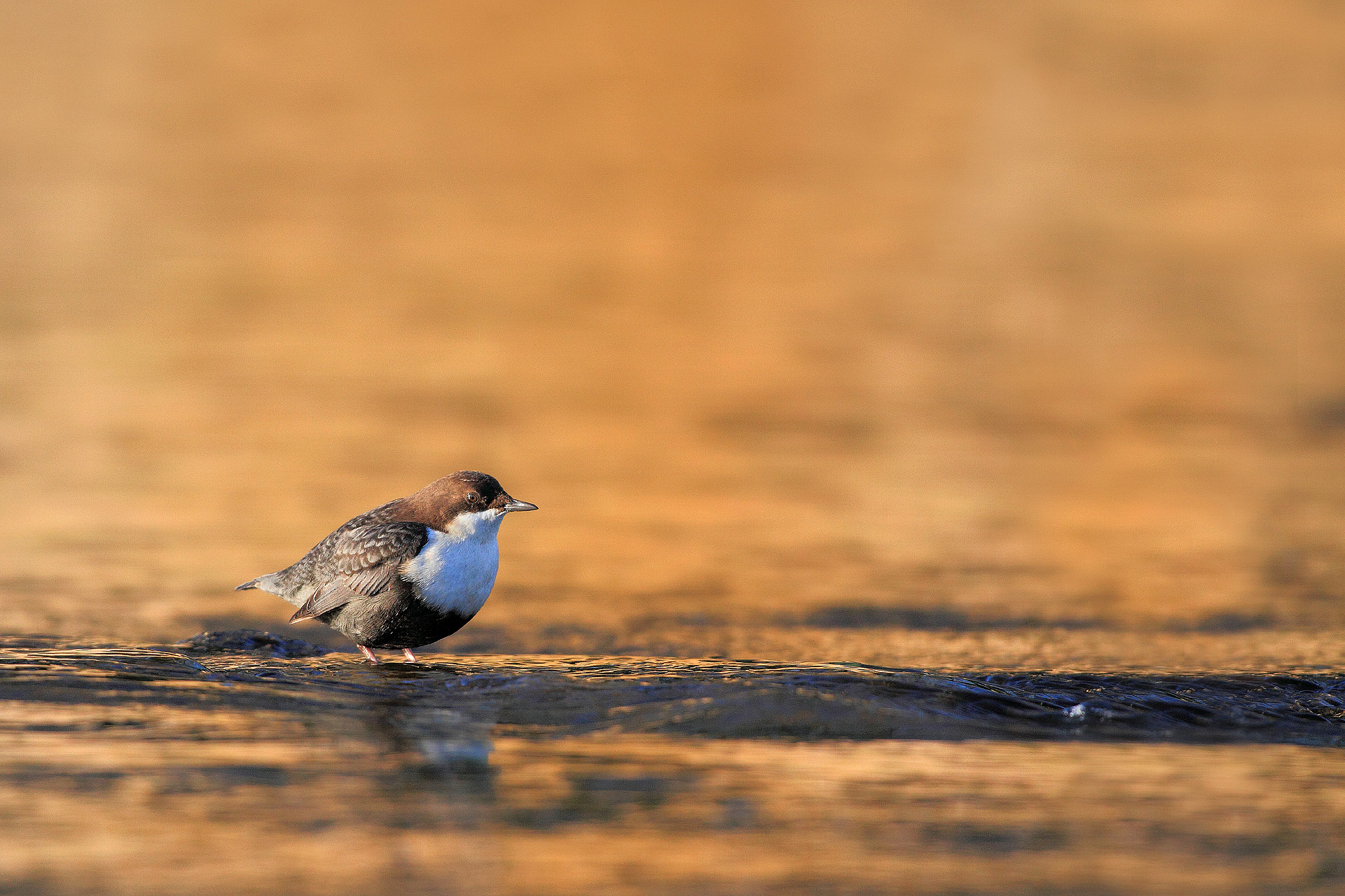 001-Waterspreeuwinochtendlicht-rh_20151128_013