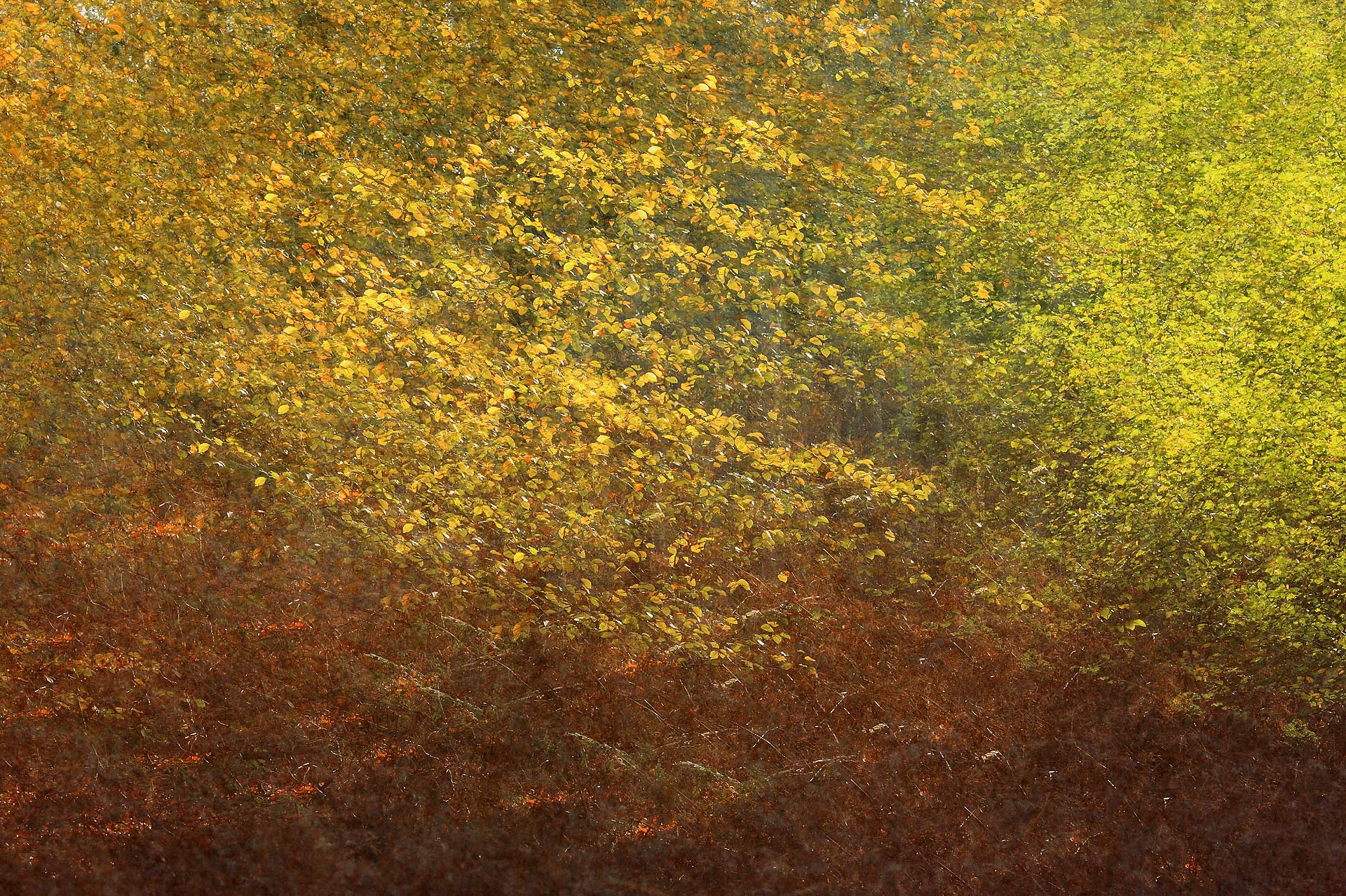 002-Herfstimpressionisme-rh_20191110_003