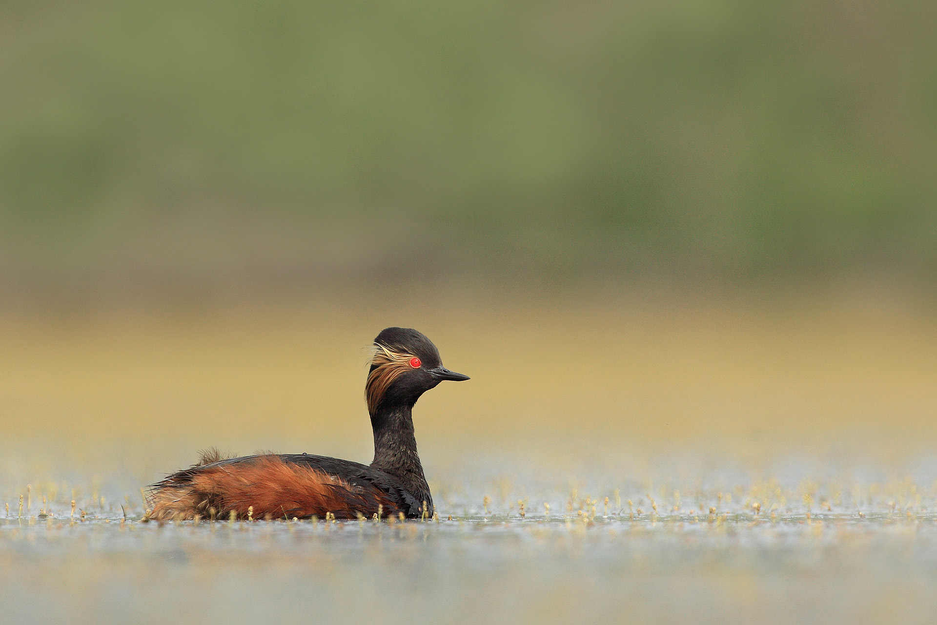 004-Geoordefuut-rh_20120521_010