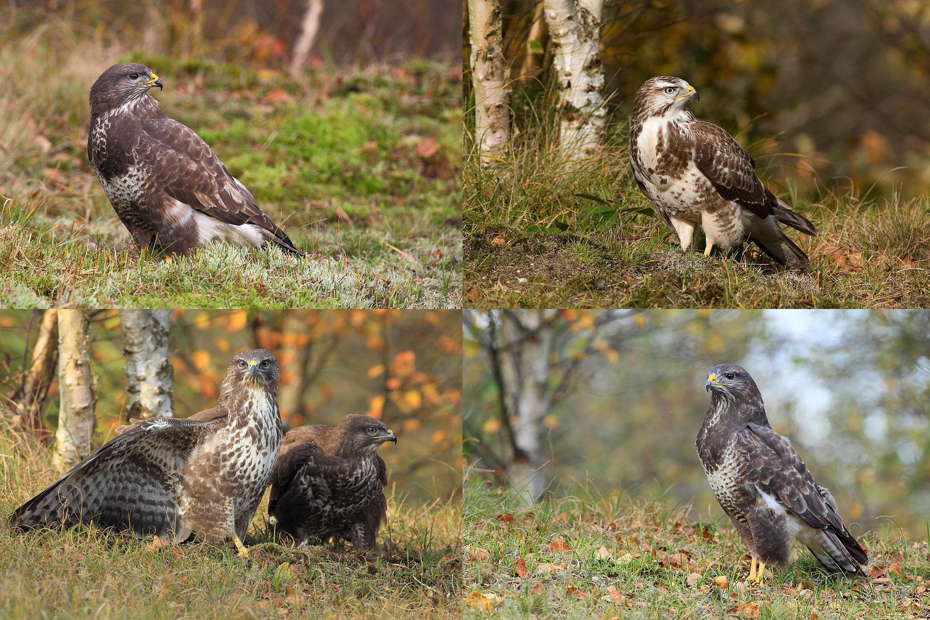 005-Buizerdcompositie-rh