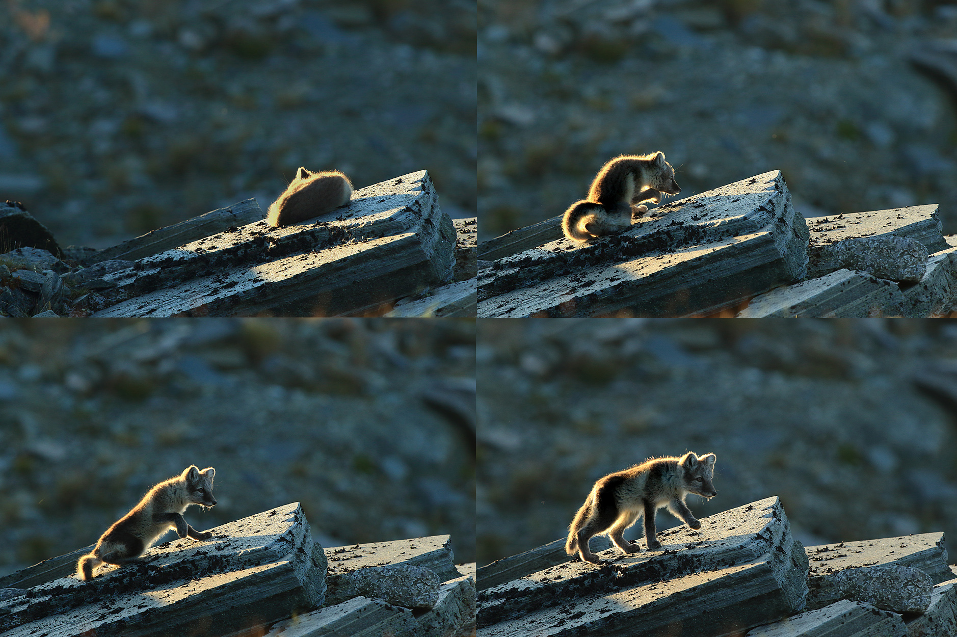 006-Poolvoscompositie-rh