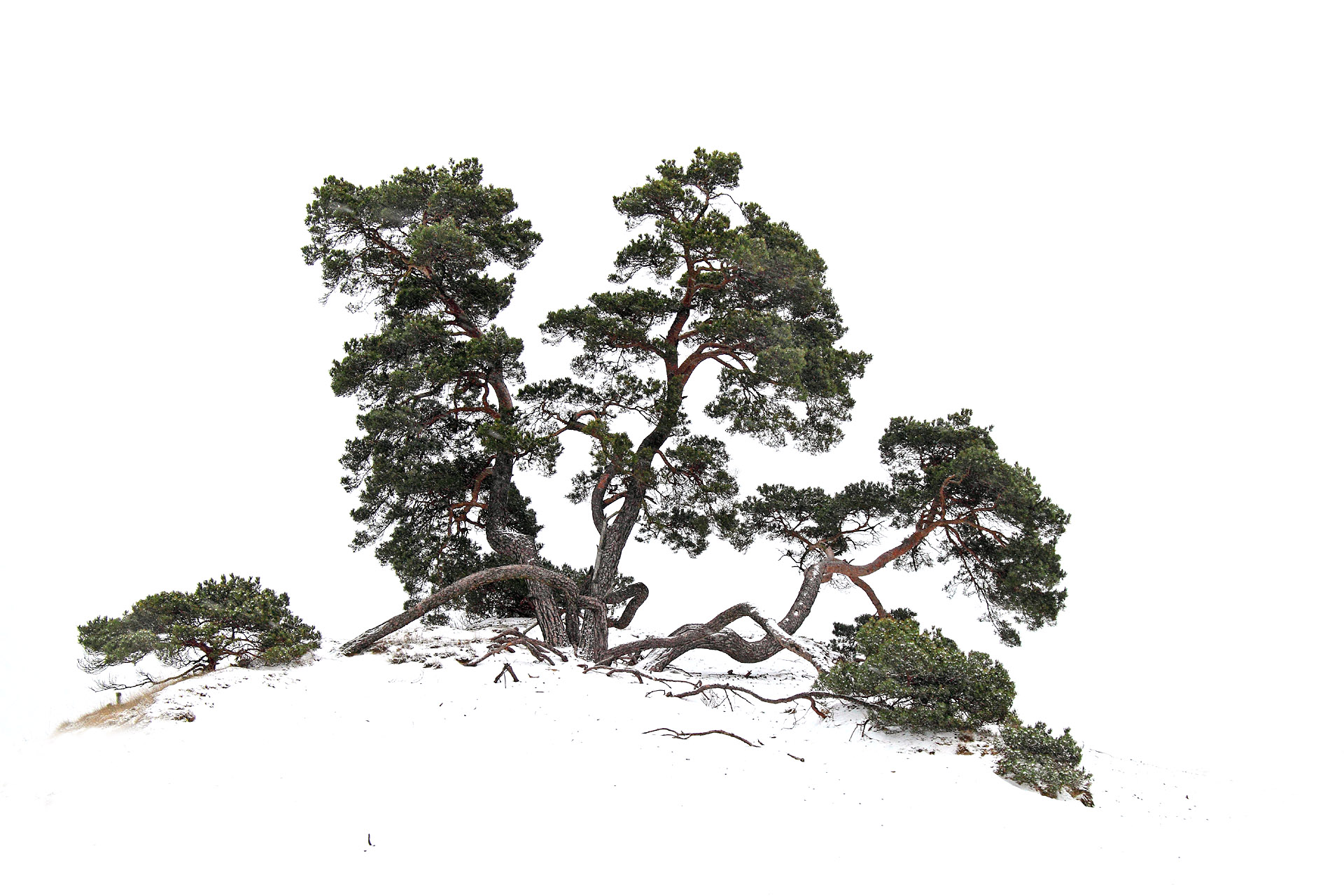 010-Japanopdeveluwe_20130224_015