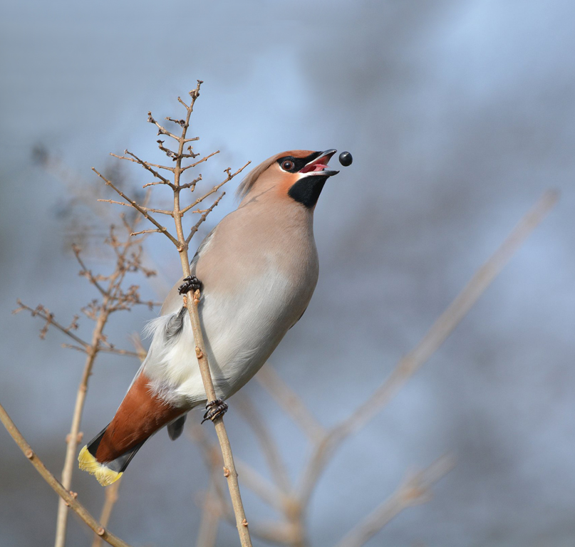 13_Arne Bakker_pestvogel