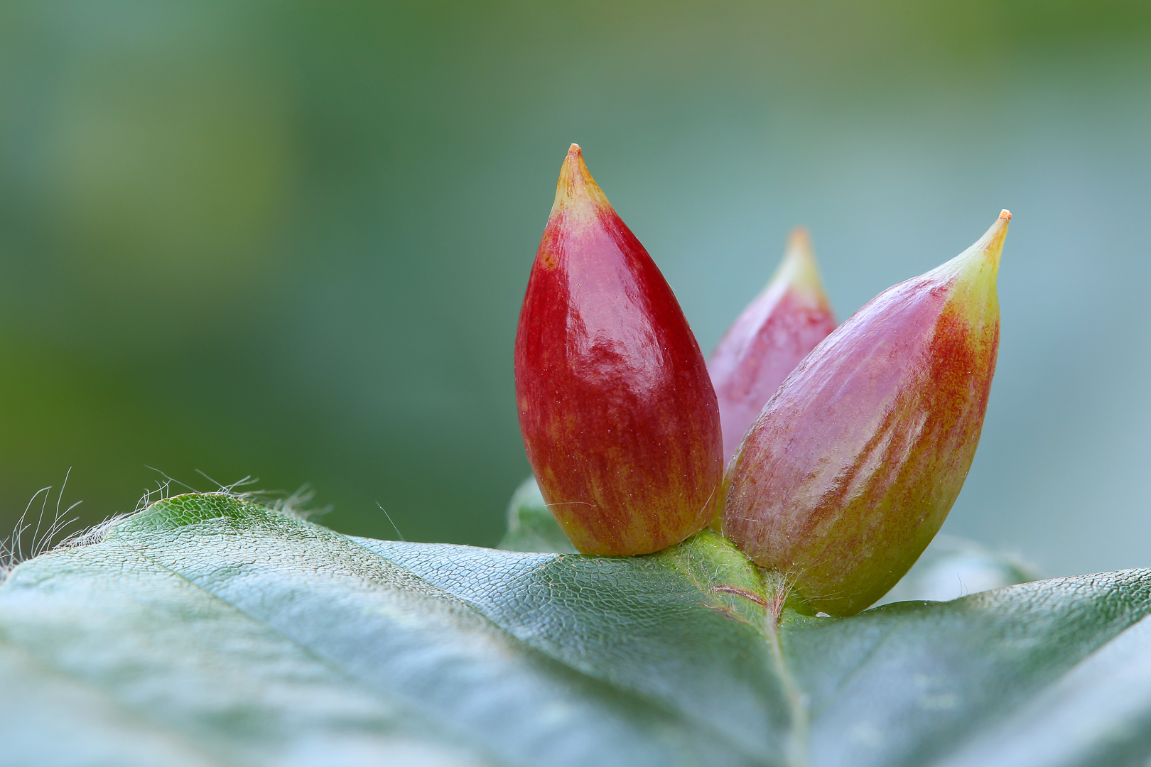 All good things come in thees Robert Rodenburg