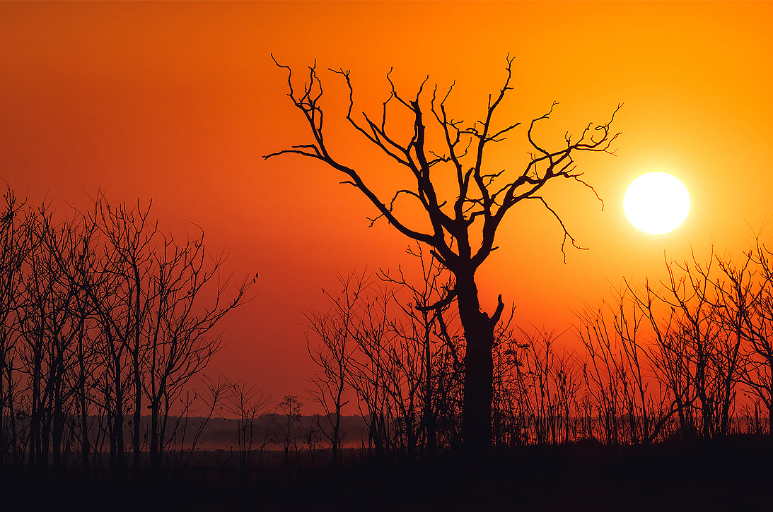 Arne Moons dorre boom bij zonsondergang