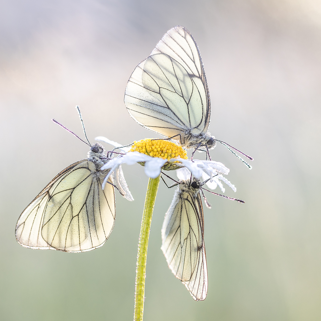 Drie groot geaderde witjes Gonda van WIjk