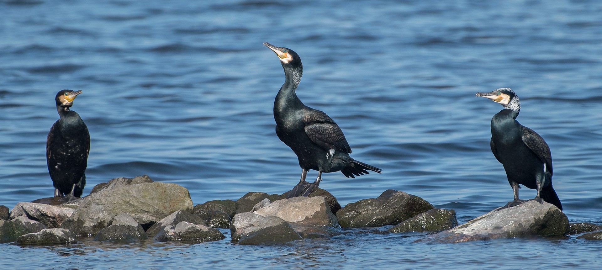Drie op een rij Peter van den Bos