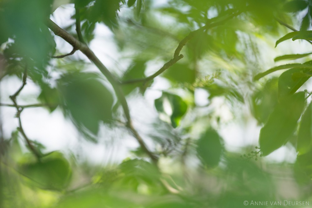 Foto 7 Annie Lentegroen