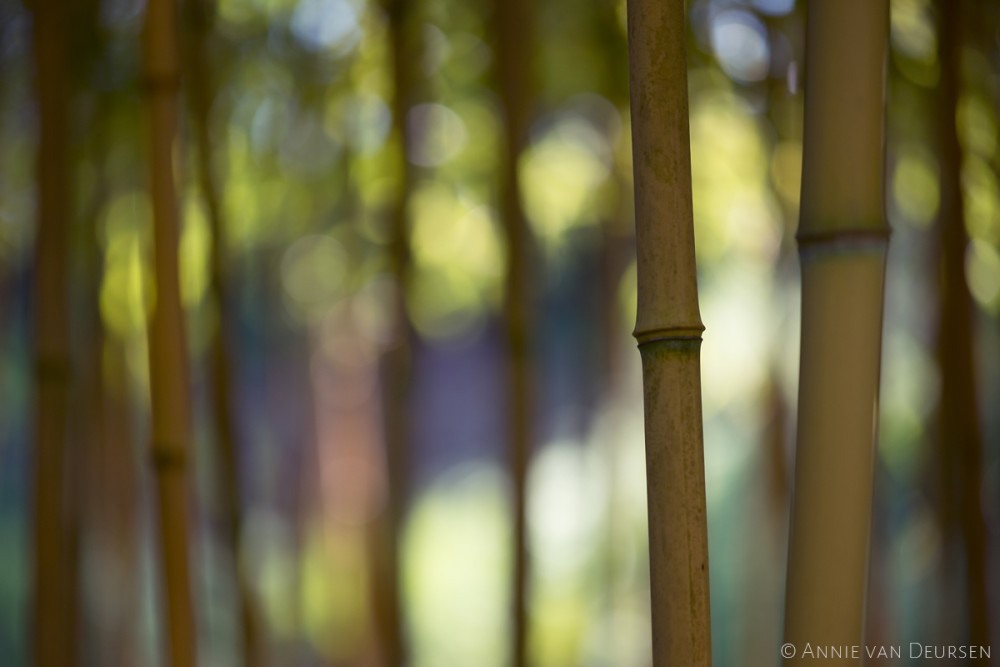 Foto 8 Annie Eind van de middag