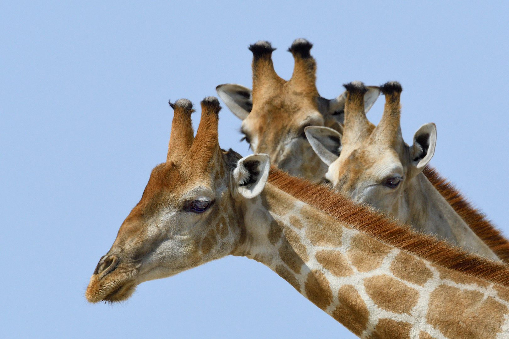 Ghedorah AR Janssens