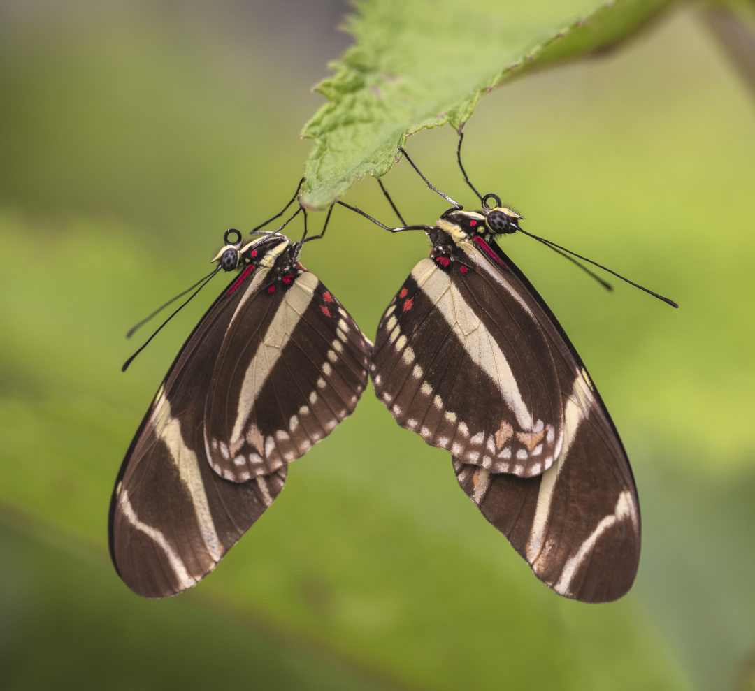Vlinders - Passie Flora Hoeve