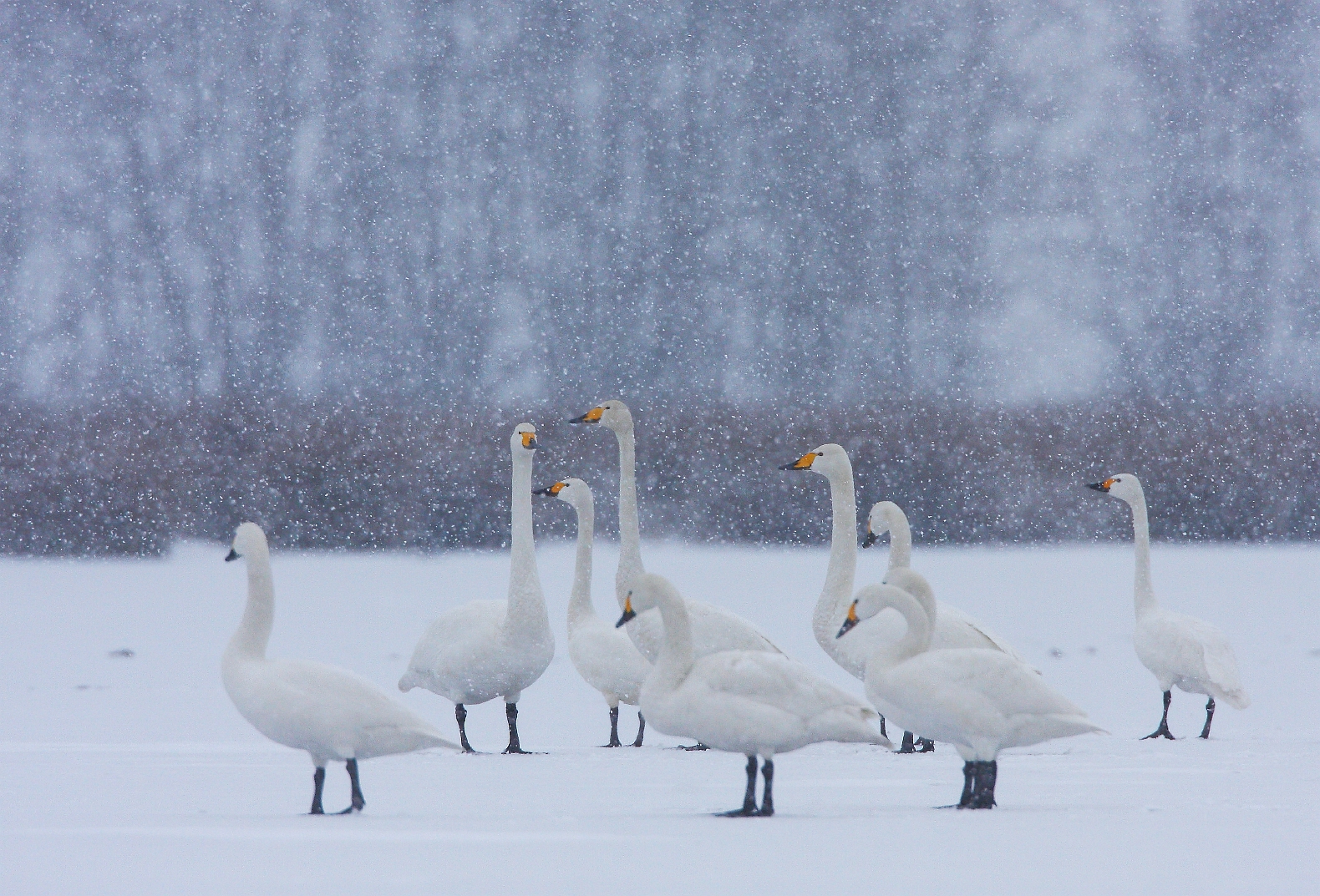 kleine zwaan willeskop.