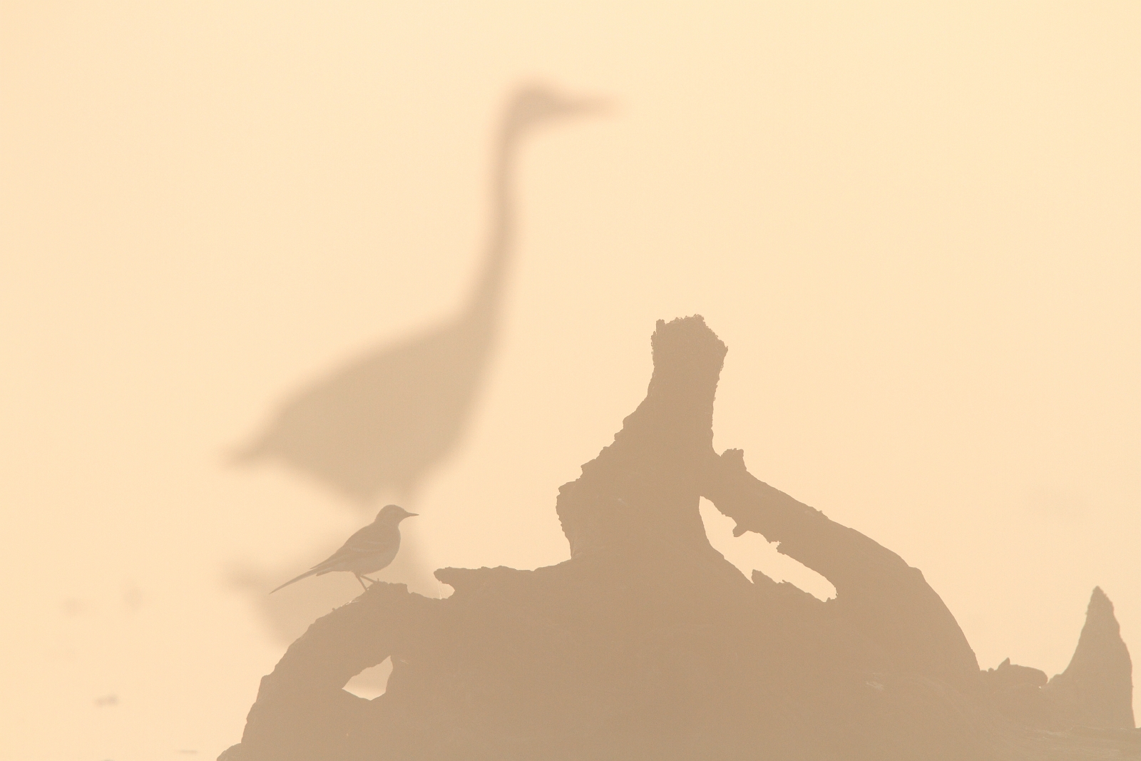 kwikstaart en reiger willeskop.