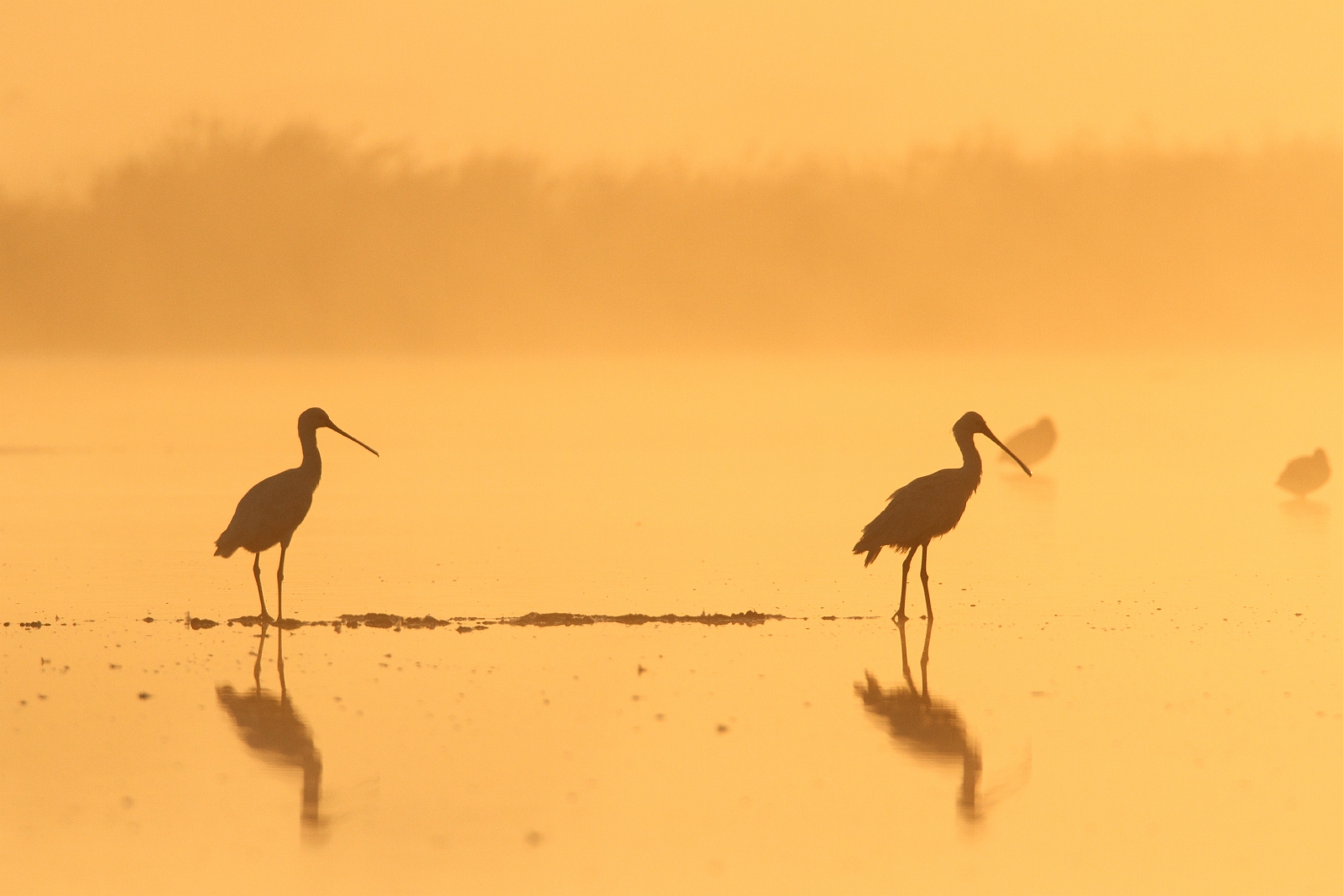 lepelaars willeskop.