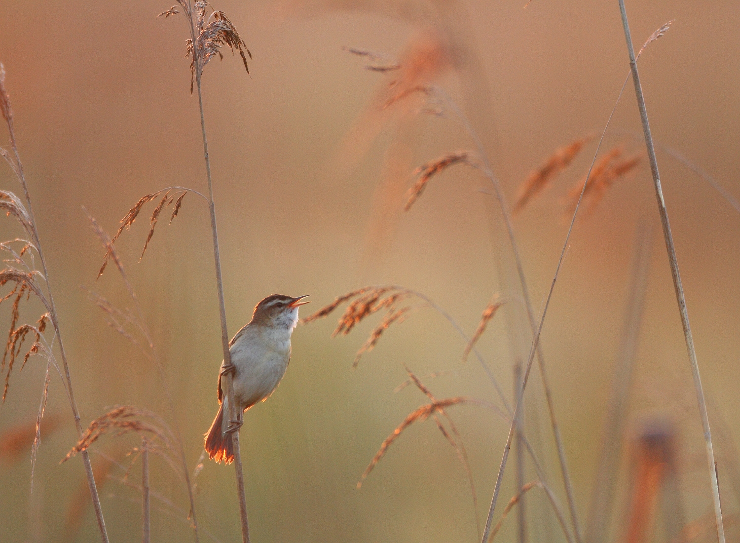 rietzanger zouweboezem ameide.