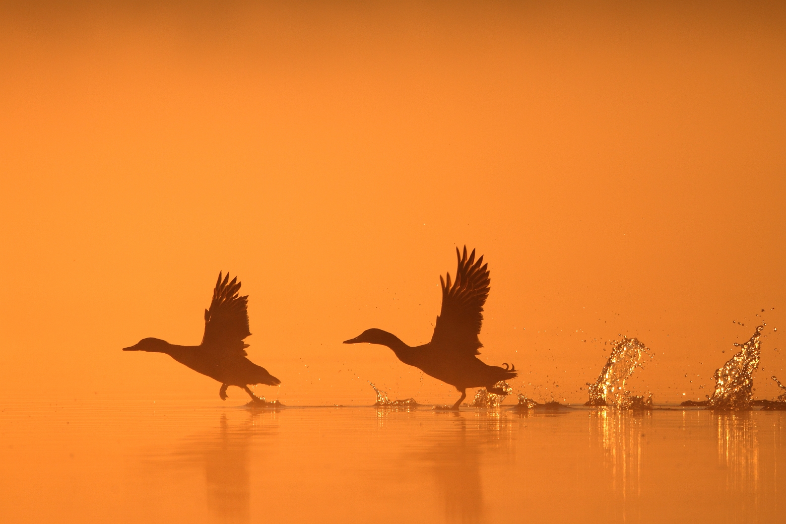 wilde eenden willeskop.