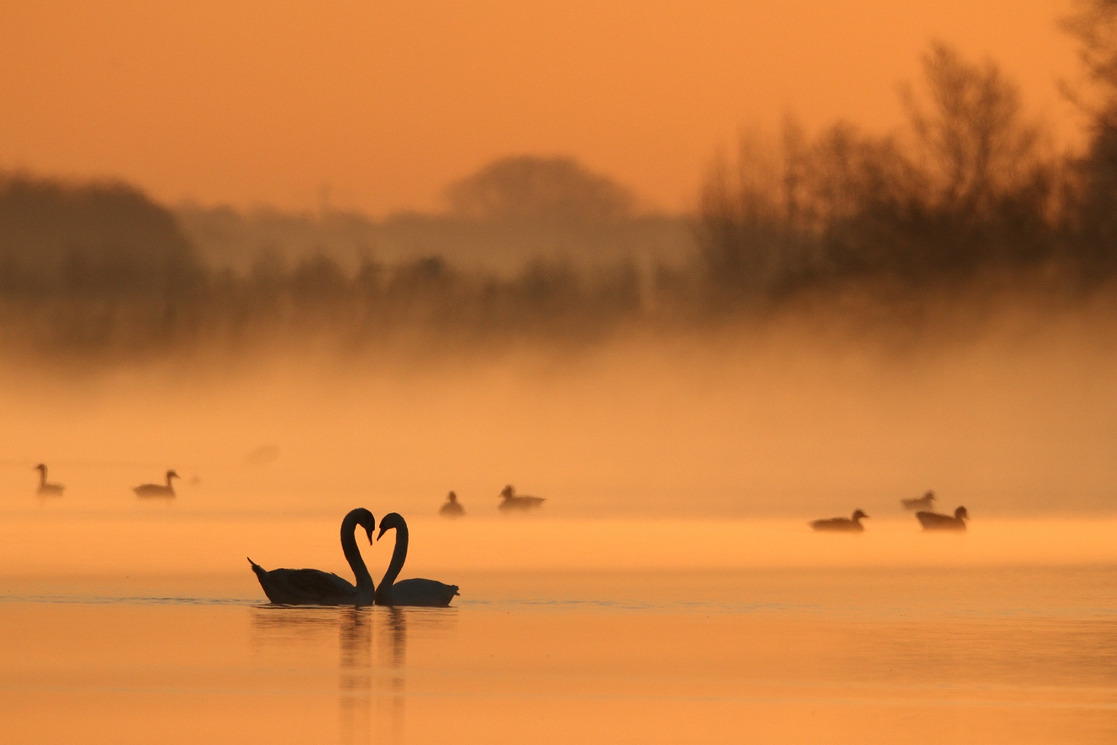 zwanenpaar willeskop.