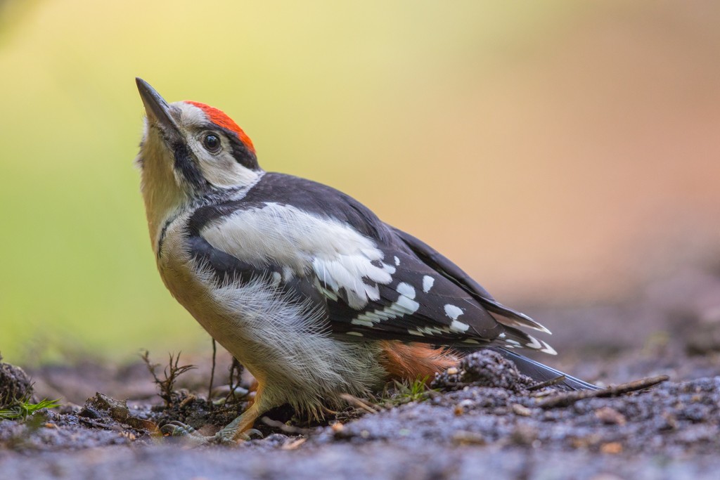 03_grote Bonte Specht-Marius Hennevanger- Natuurfotografen Vereeniging Utrecht (1 van 1)