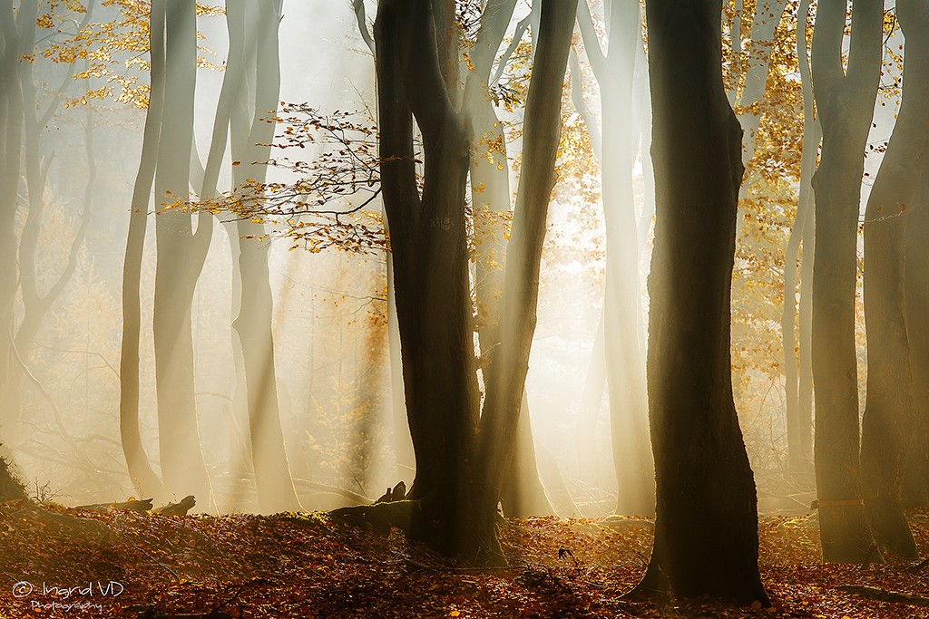 Licht in het donkere bos - Ingrid van Damme