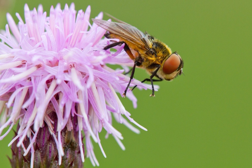 08_Mark_vanVeen_Allgau_ettensberg_blainach_phasiahemiptera_20170724_2