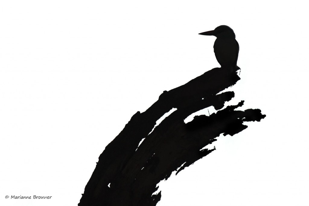 IJsvogel - Marianne Brouwer