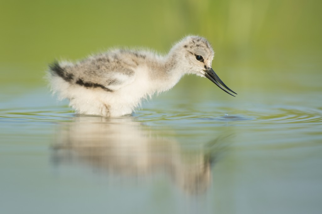 jonge-kluut-ZW-Friesland