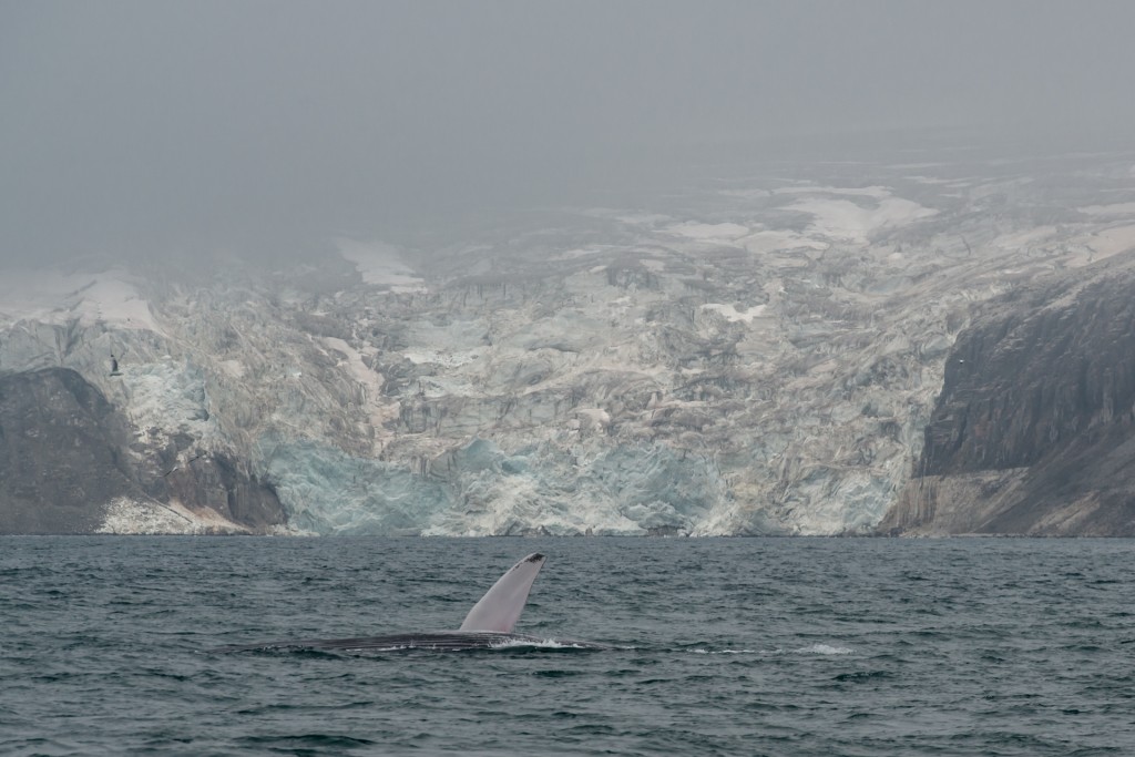 blauwe-vinvis-Spitsbergen