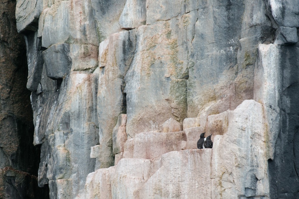 jonge-dikbekzeekoeten-met-vliegangst-Spitsbergen.