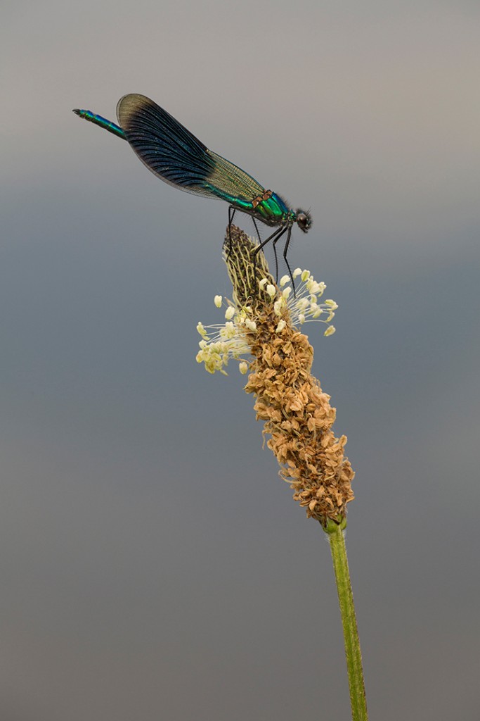 173 Weidebeekjuffer 2014-05-22 B_V_1080