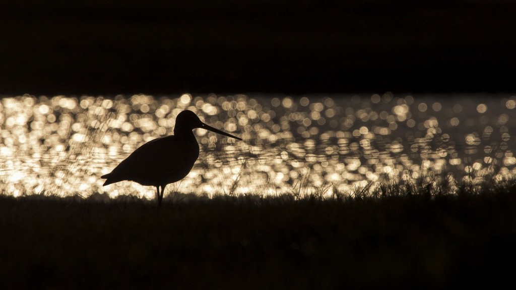 Grutto bij avond - Karin de Jonge