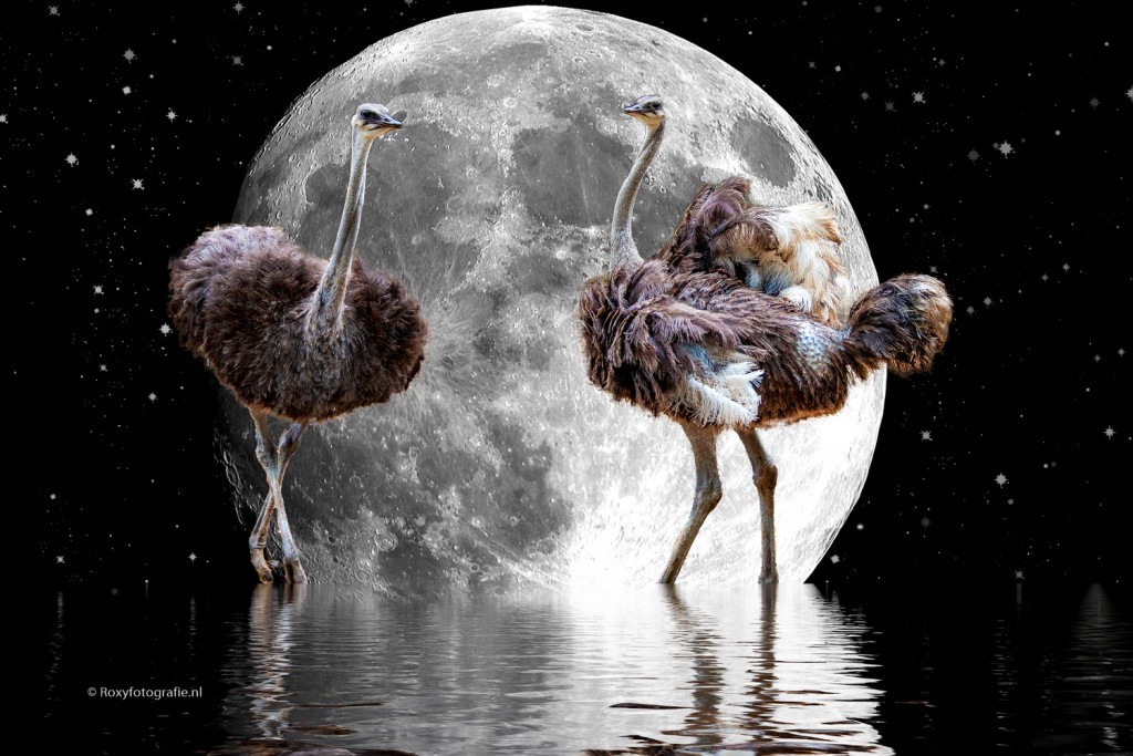 20190626-struisvogels