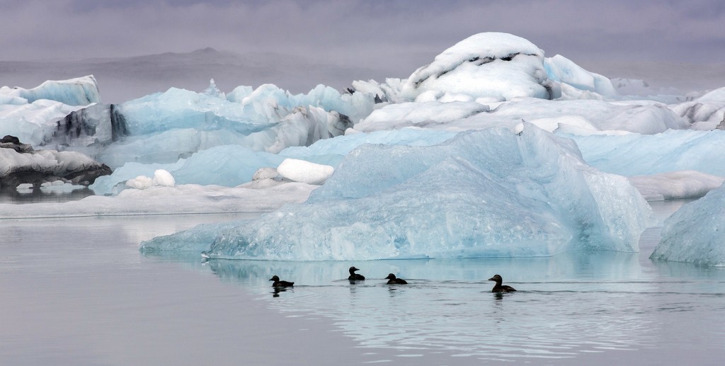 3-Eider in het Gletsjermeer - Marga Ronhaar