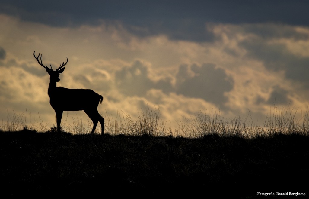 3-Silhouet jonge geweidrager Ronald Bergkamp
