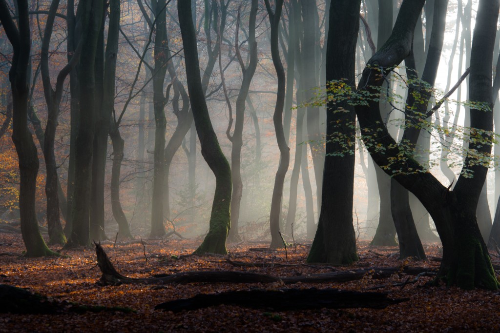 -Speulderbos De mist geeft een mystereuze sfeer aan 