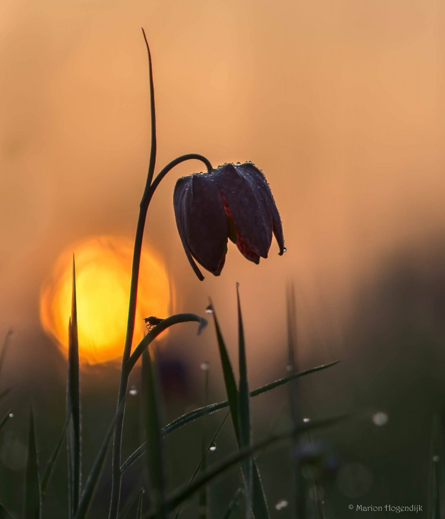 30926748_1261190904014195_1070251906_o[1]