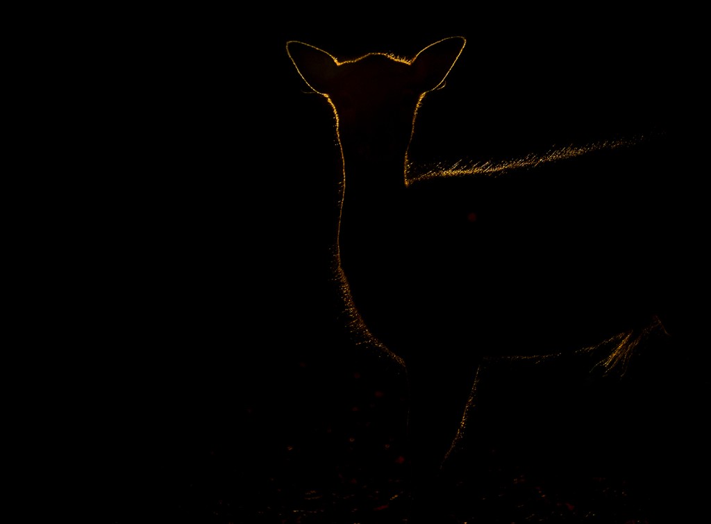 Silhouet - Evert Jan Kieft