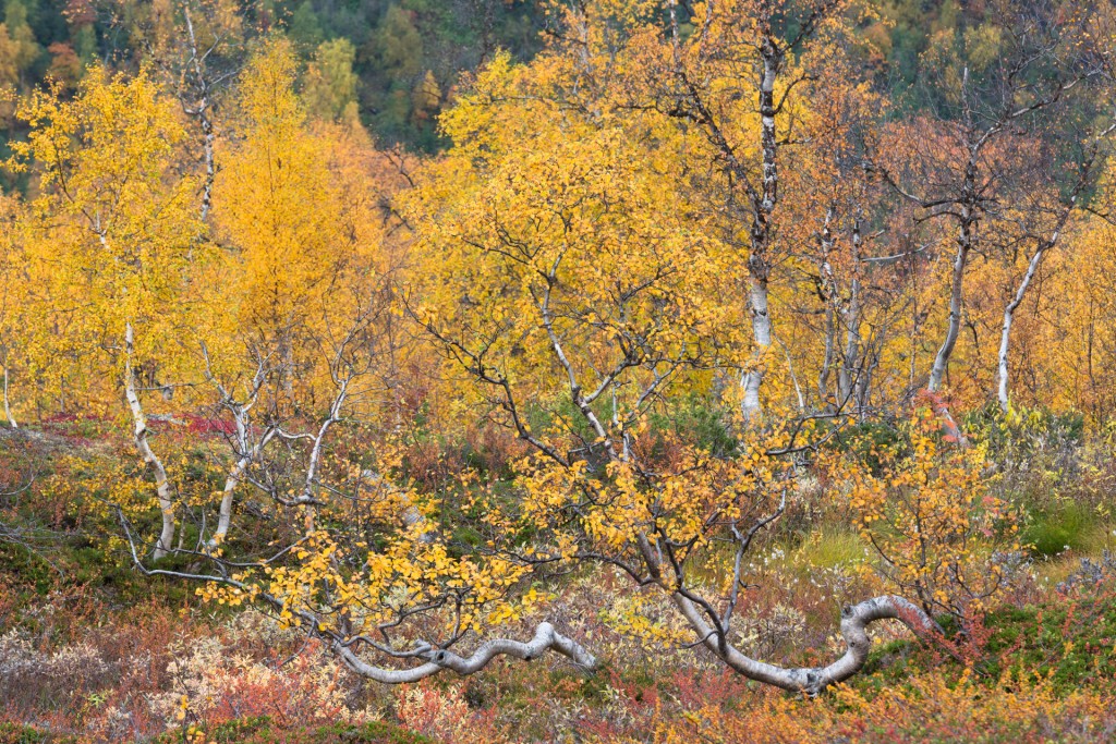 herfst-in-Skaiti-Noorwegen