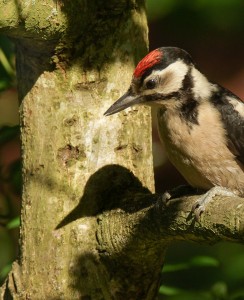 Dubbelportret - Nanno Kranenborg