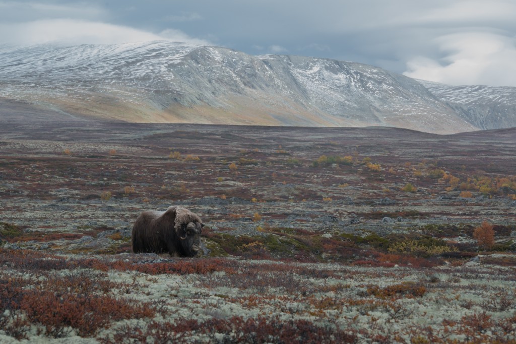 muskusos-Dovrefjell-Noorwegen