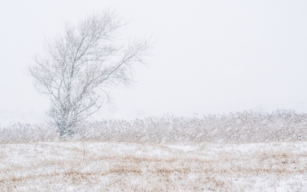 7-Sneeuwstorm Loes Belovics Deeldenatuur