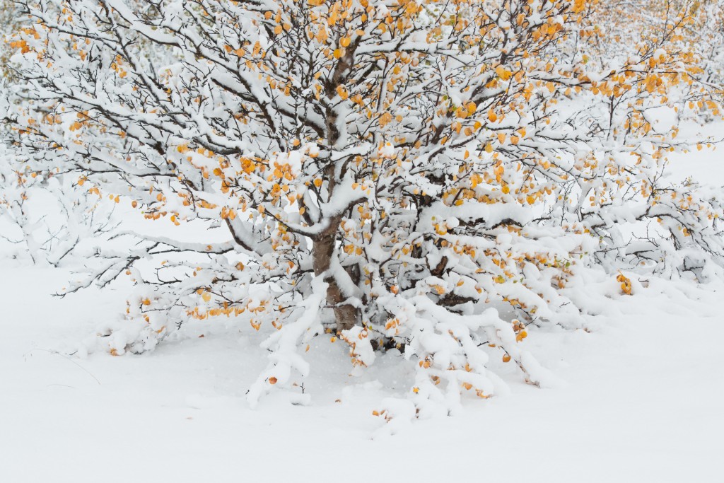 Op een herfstberkje is de eerste sneeuw van he seizoen gevallen; On a birch with yellow autumn leaves the first snow of the season has fallen.