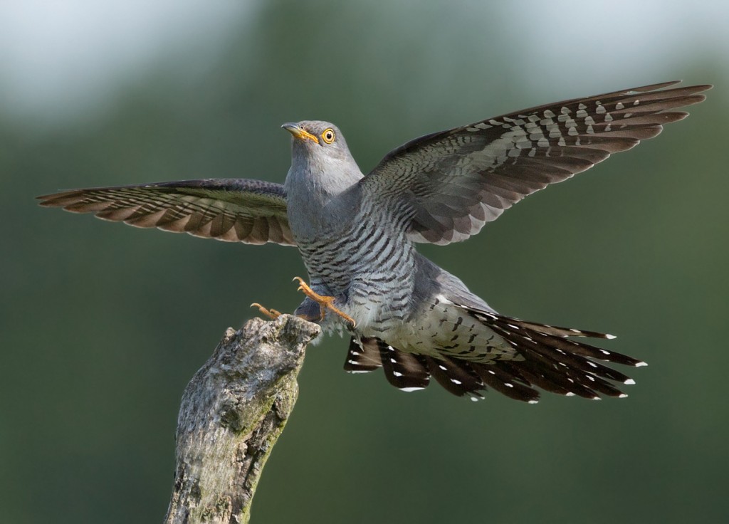 Geprobeerd de koekoek net voor de landing vast te leggen wat nog niet zo eenvoudig was. Canon 5D mark III en Canon 500 mm f/4,0 L IS USM II Sluitertijd 1/3200, f/5,6, iso 800, focal lenght 500 mm