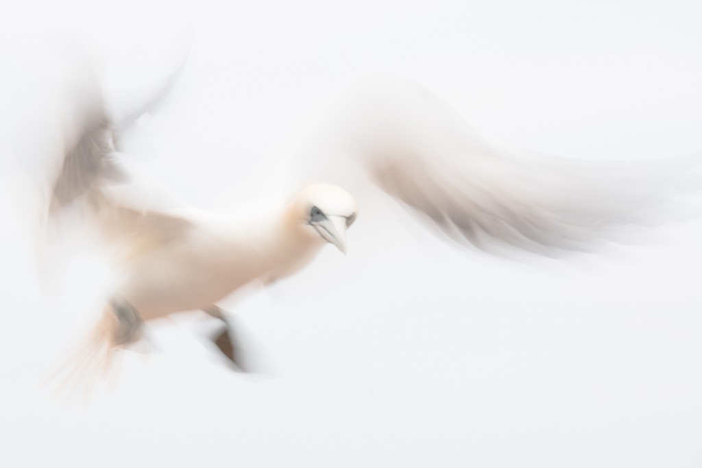 Jan-van-Gent-Helgoland