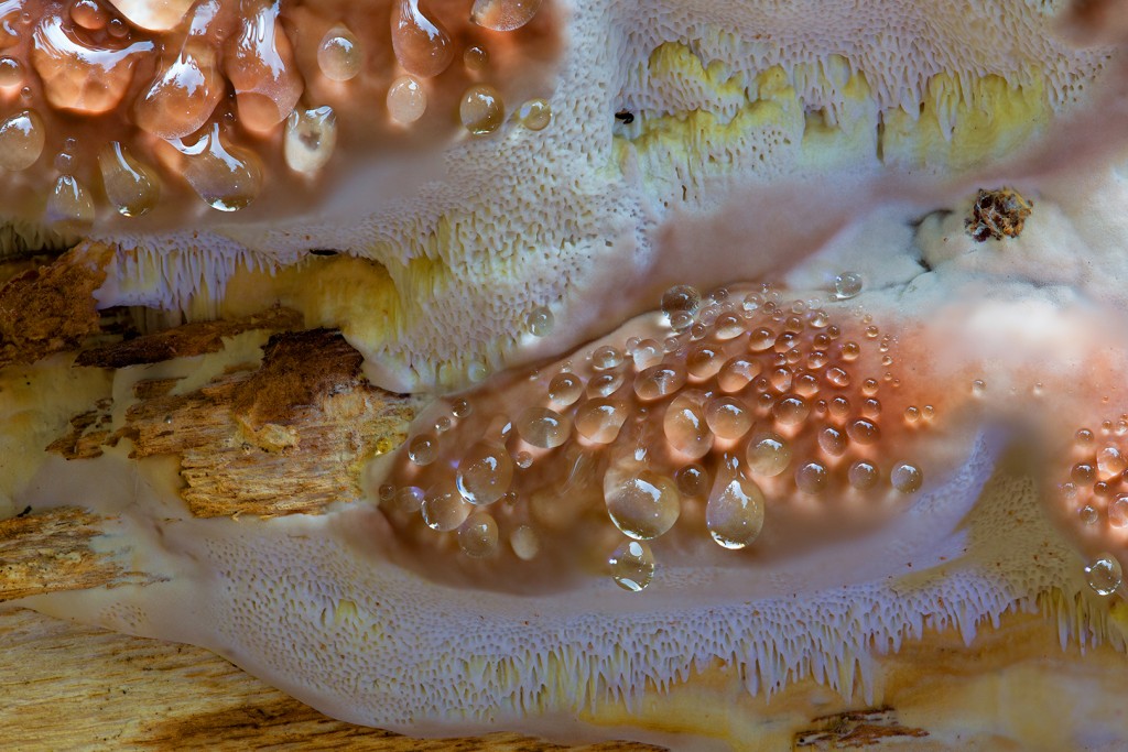 Guttatie © Leo Vogelenzang