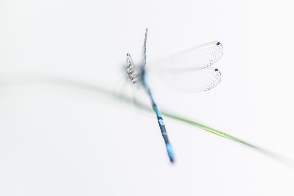 Azuurblauw Rob Blanken