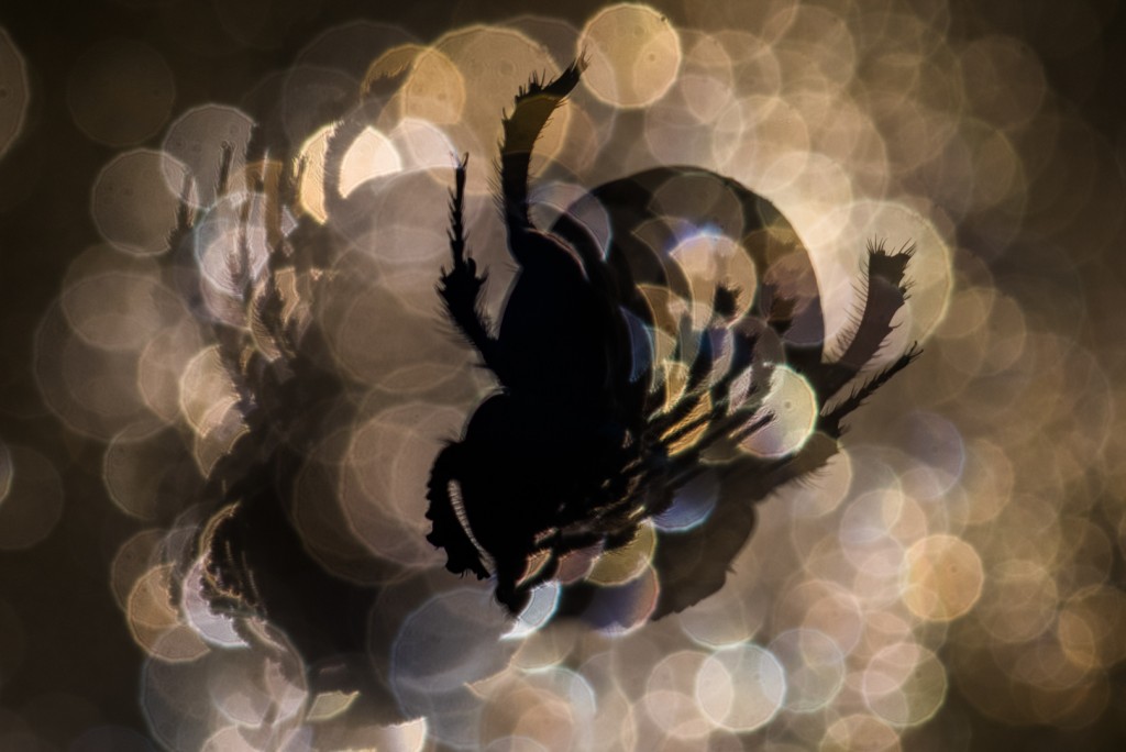 Ballenbak Rob Blanken