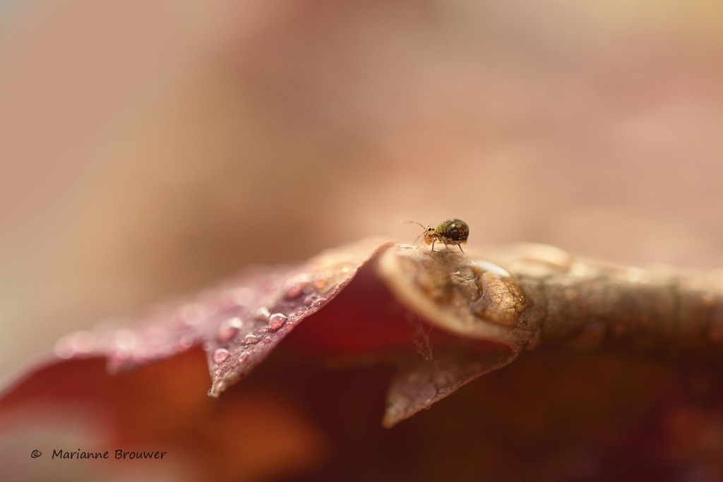 Springstaartje © Marianne Brouwer