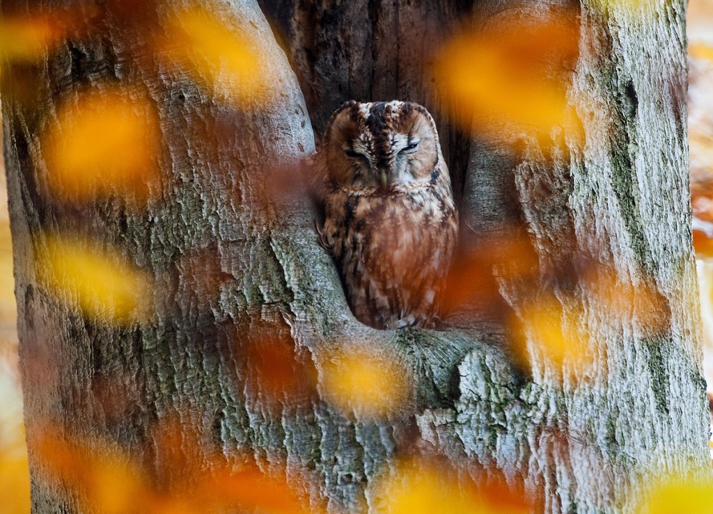 Bosuil © Robby Roos