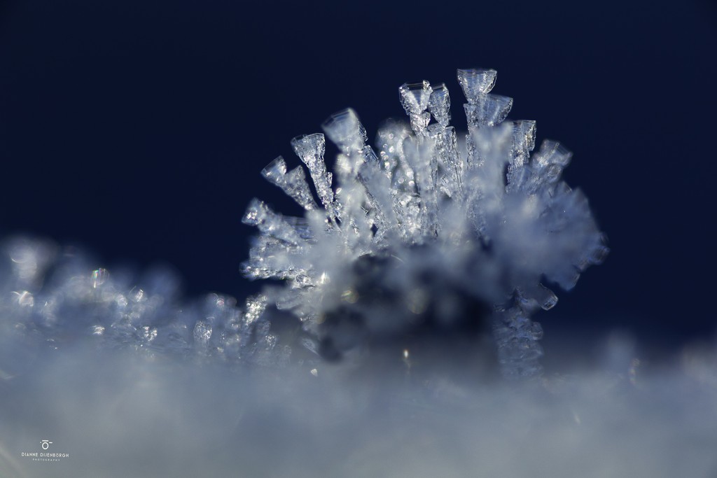 Cristalsssss... Dianne Dijenborgh